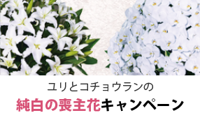 ユリとコチョウランの純白の喪主花キャンペーン
